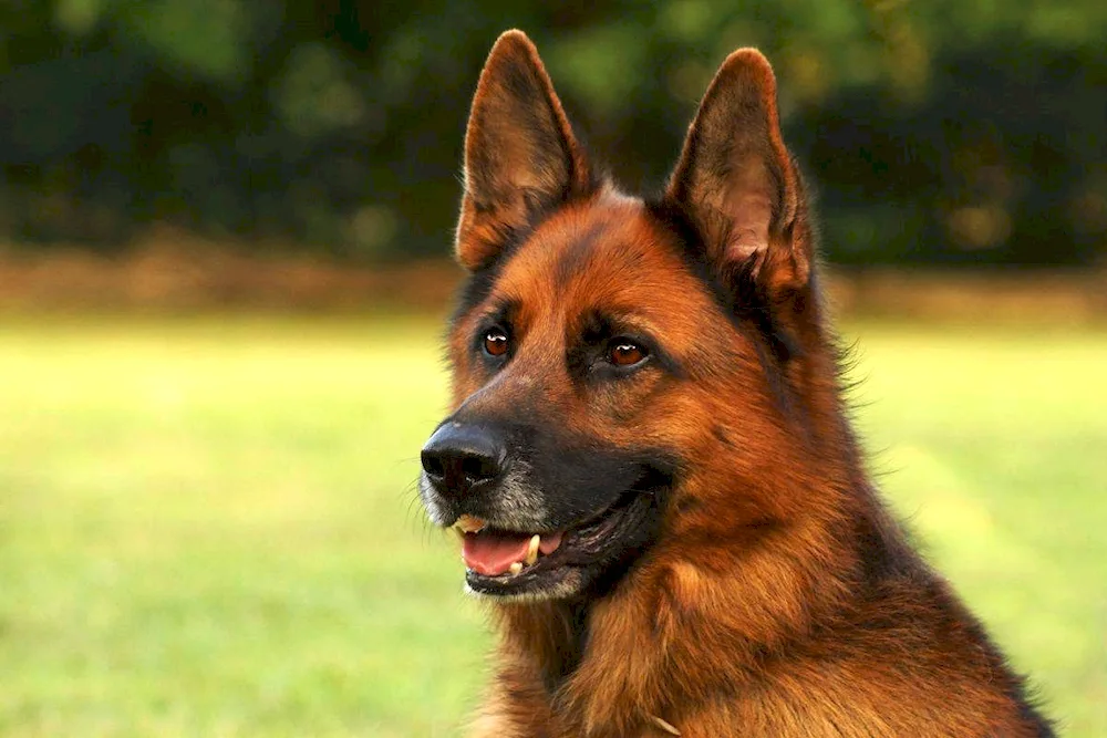 Romanian Carpathian Shepherd