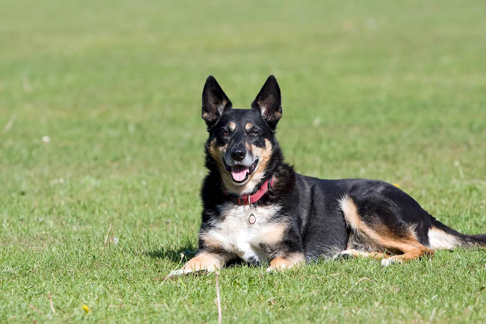 German Shepherd dog breeds