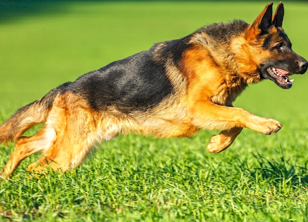 Bavarian Shepherd Shepherd