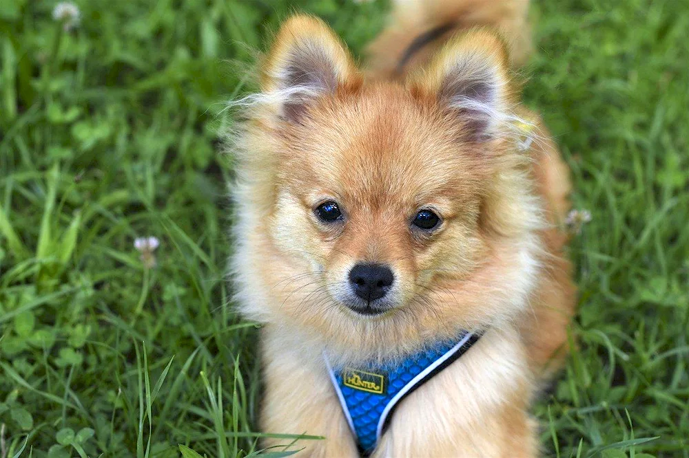 Pomeranian spitz dwarf white