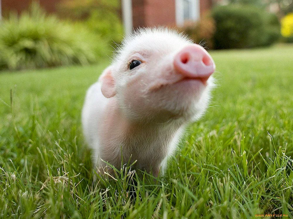 Pig