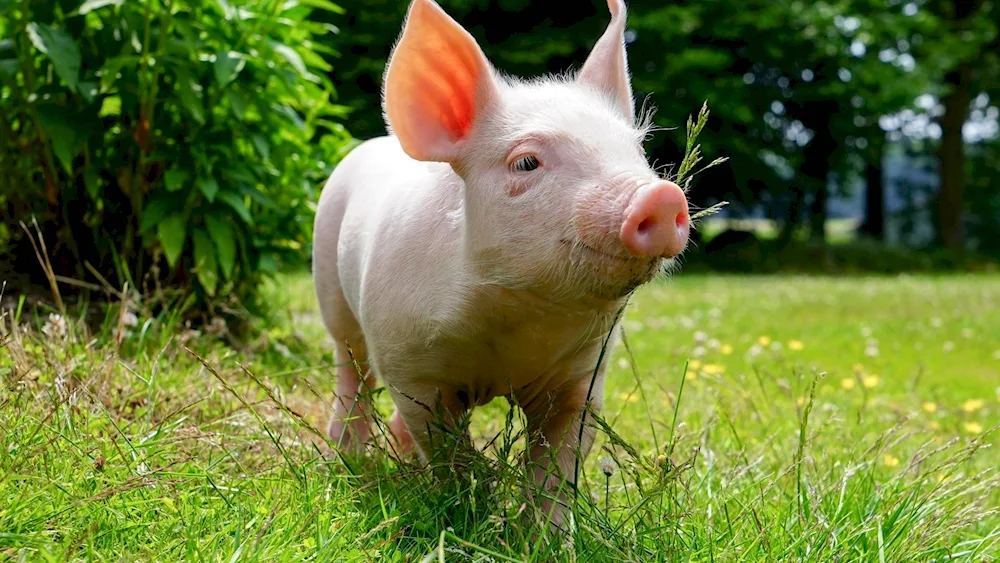 Pigs in the wild