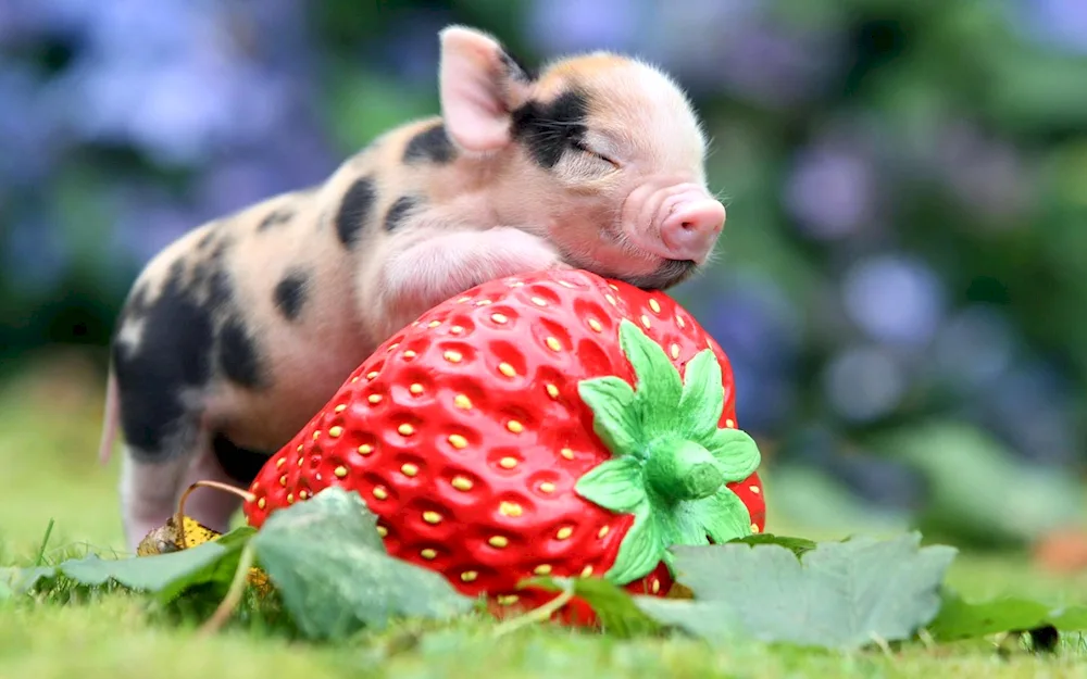 Pig Piggy Piggy Piggy Piggy Piggy Piggy Piggy Piggy Piggy Piggy Piggy Piggy Piggy Piggy Piggy Piggy Piggy Piggy Piggy Piggy Piggy Piggy Piggy Piggy Piggy Piggy Piggy Piggy Piggy Piggy Piggy Piggy Piggy Piggy Piggy Piggy Piggy Piggy Piggy Piggy Piggy Piggy Piggy Piggy Piggy Piggy Piggy Piggy Piggy Piggy Piggy Piggy Piggy Piggy Piggy Piggy Piggy Piggy Piggy Piggy Piggy Piggy Piggy Piggy Piggy Piggy Piggy