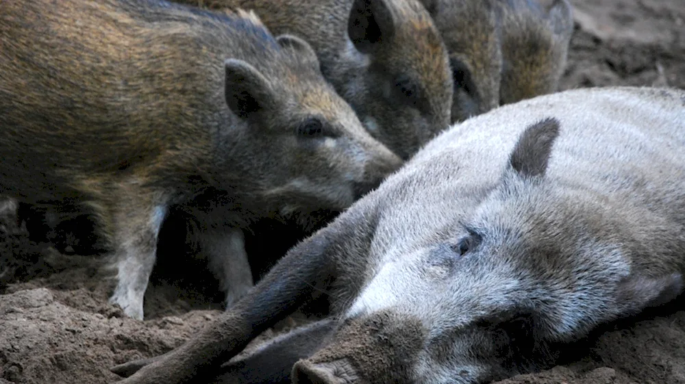 Wild boar cubs