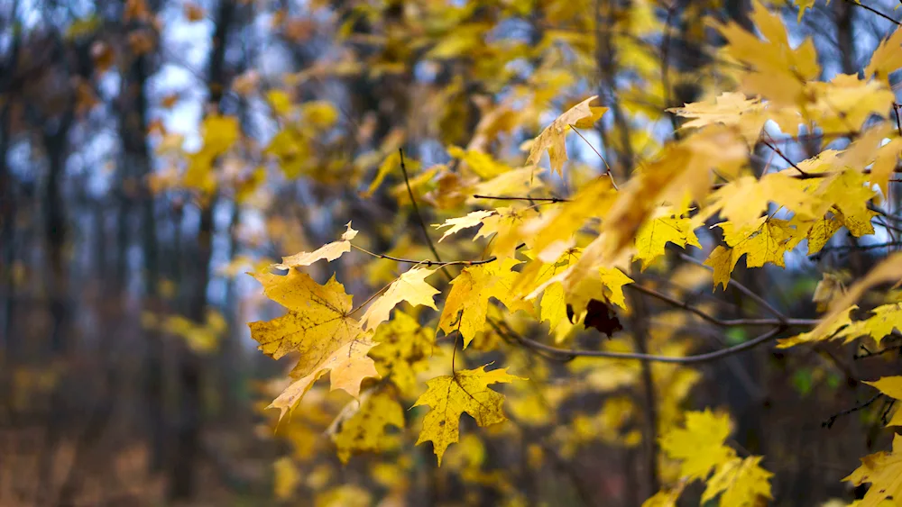 Autumn leaves