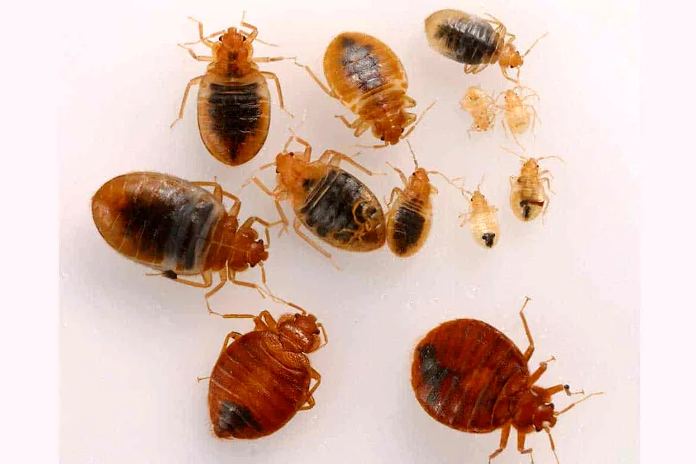 Bed bug larvae