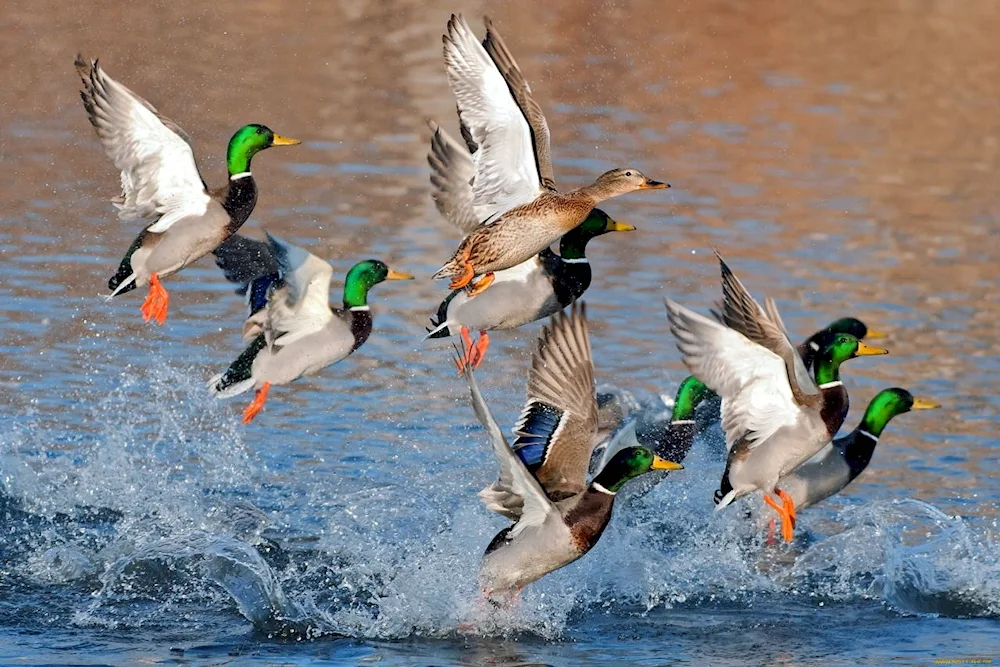 Wild mallard duck poster