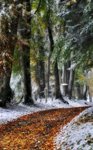 Late Autumn