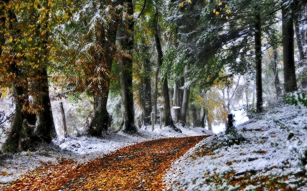 Late Autumn