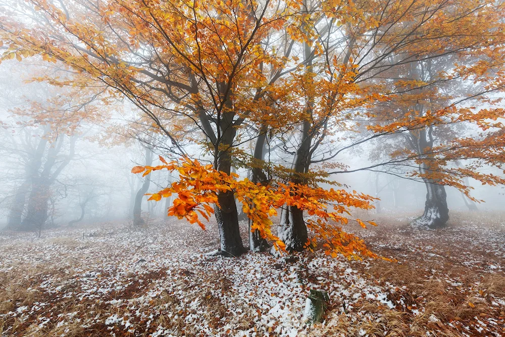 Autumn forest