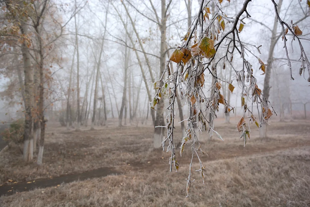 Early winter