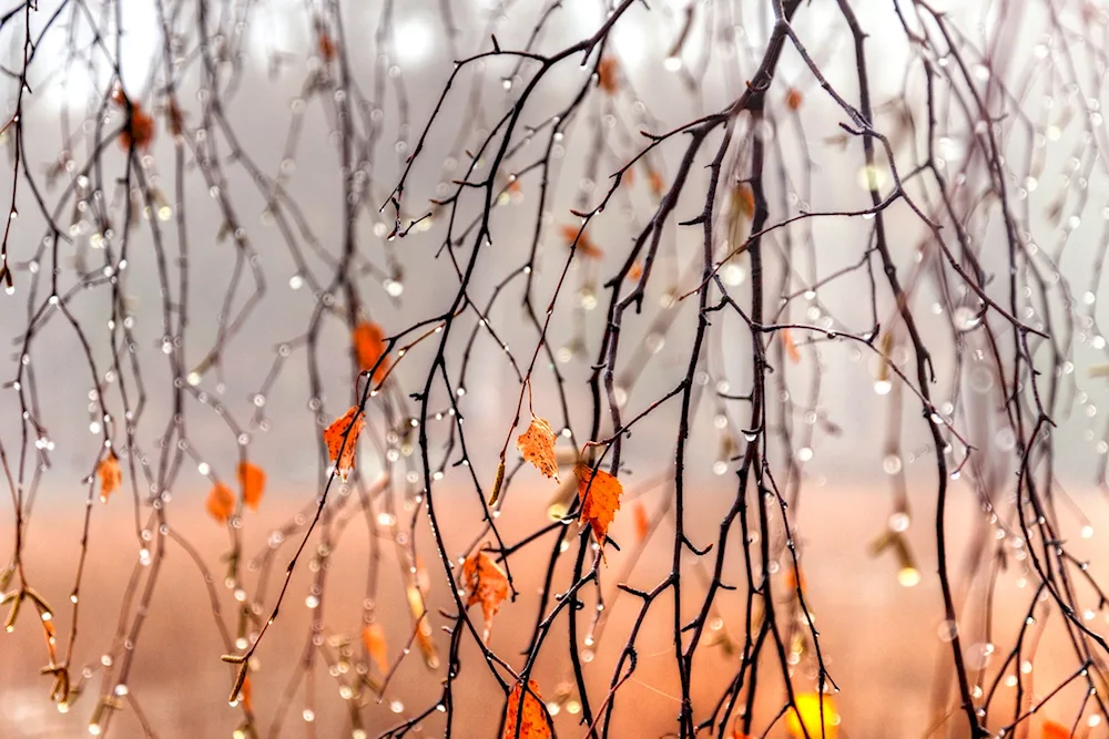 Autumn landscape