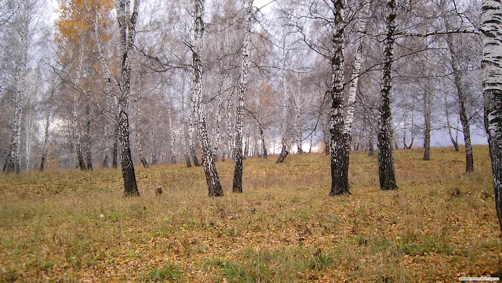 Autumn forest