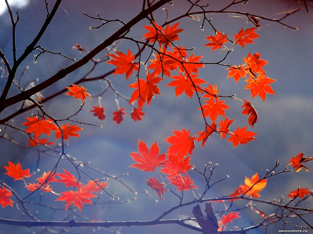 Early winter