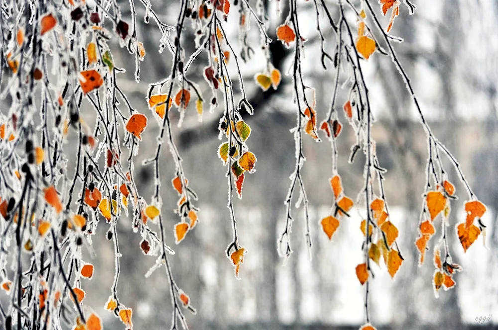 Early winter