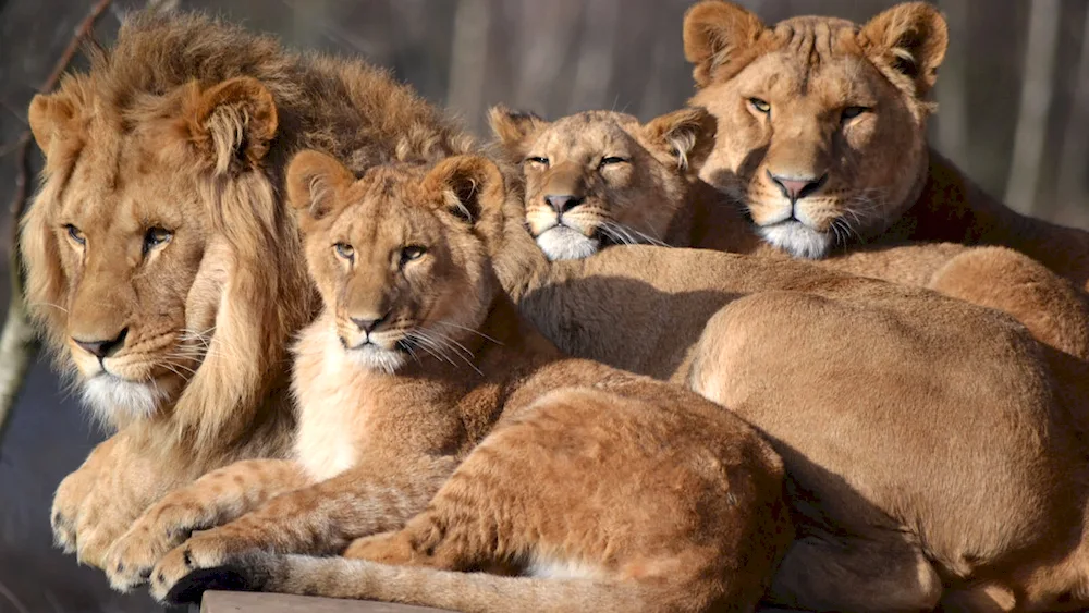 Pride is a lion family