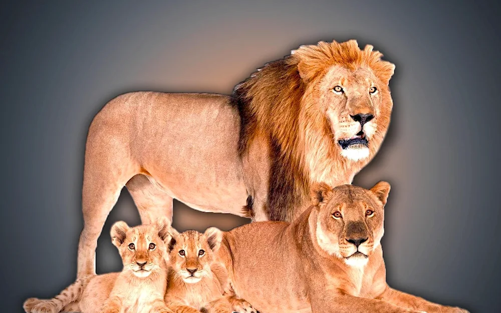 Lion Pride family