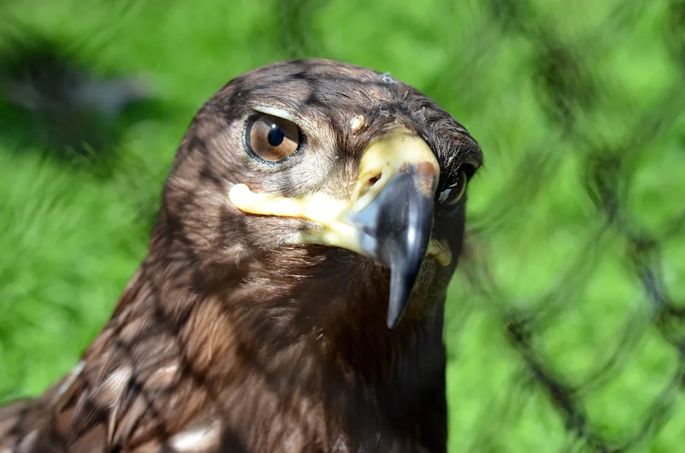 Predator parrot