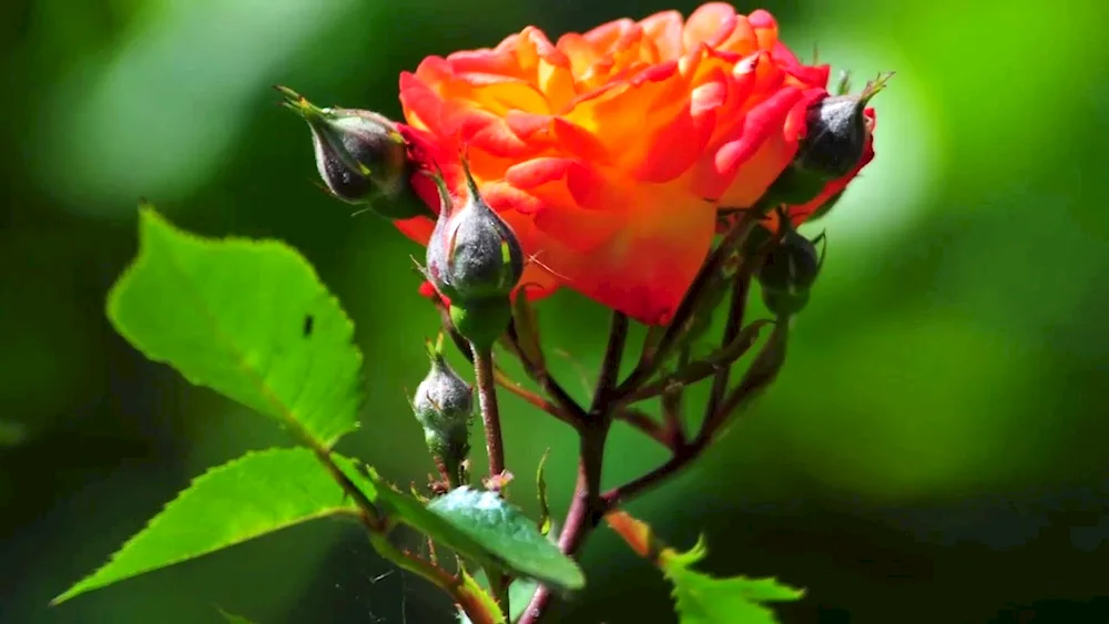 Neon Rose flowers