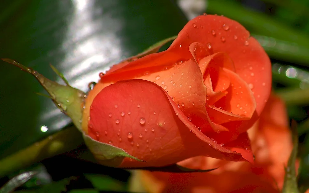 Flowers in a splash of water