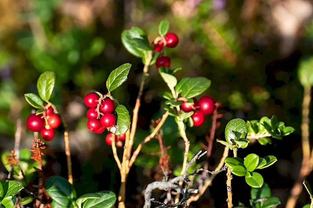 Lingonberries and cranberries