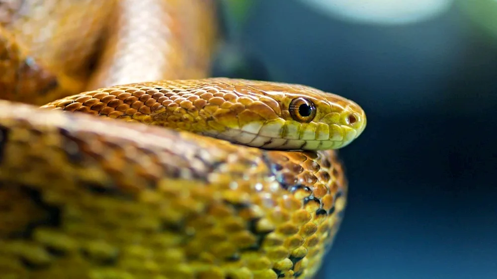 Red banded snake