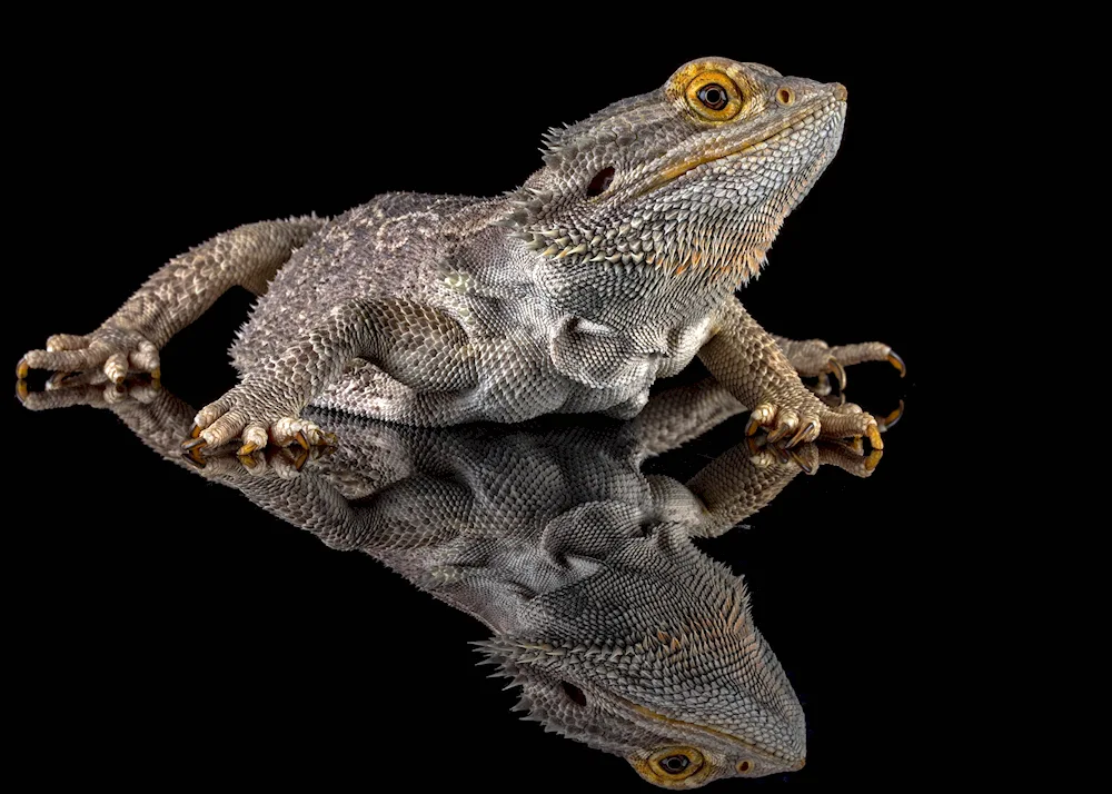 Flat-tailed agama