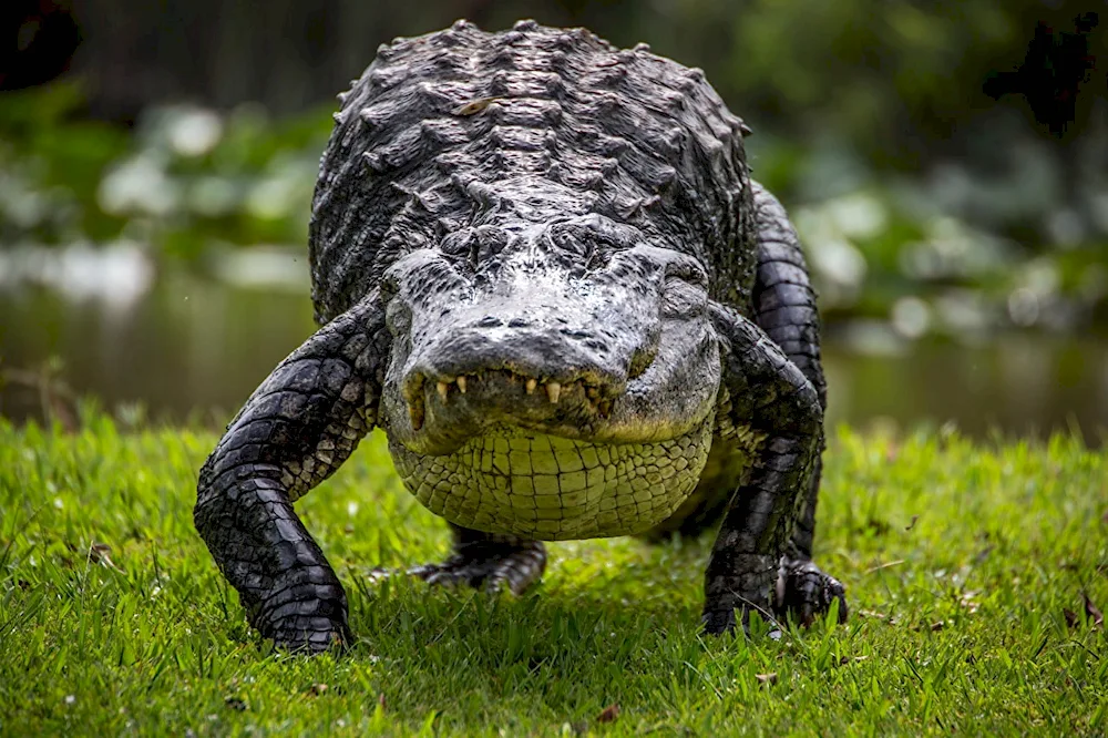 Nile crocodile