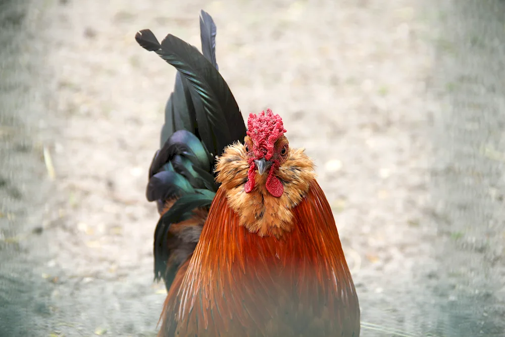 Bird with hairstyle