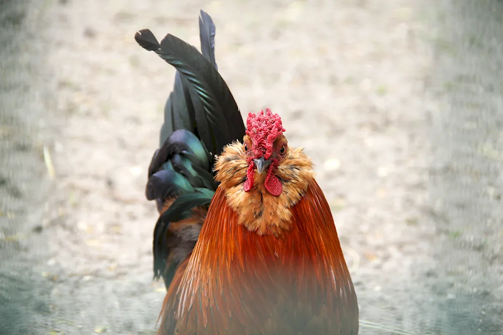Red rooster