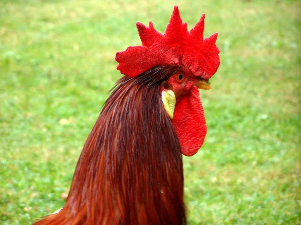 Phoenix breed of hens
