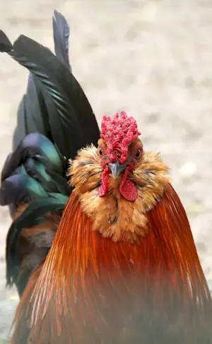 Rooster hairstyle