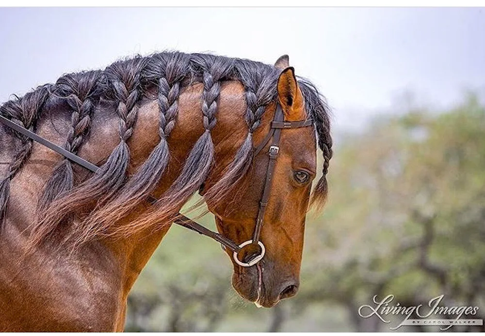 Horse hairstyles for horses