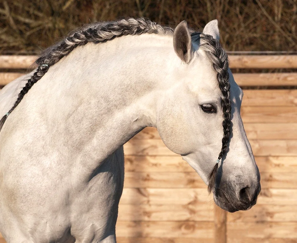 Horse hairstylesHorse hairstylesHorse maneHorse maneHorse maneHorse hairstylesHaflinger foal Horse short mane