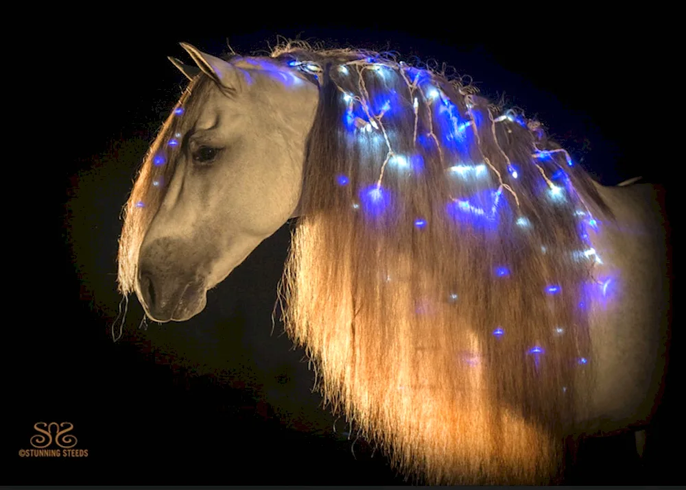 Horse with braided mane