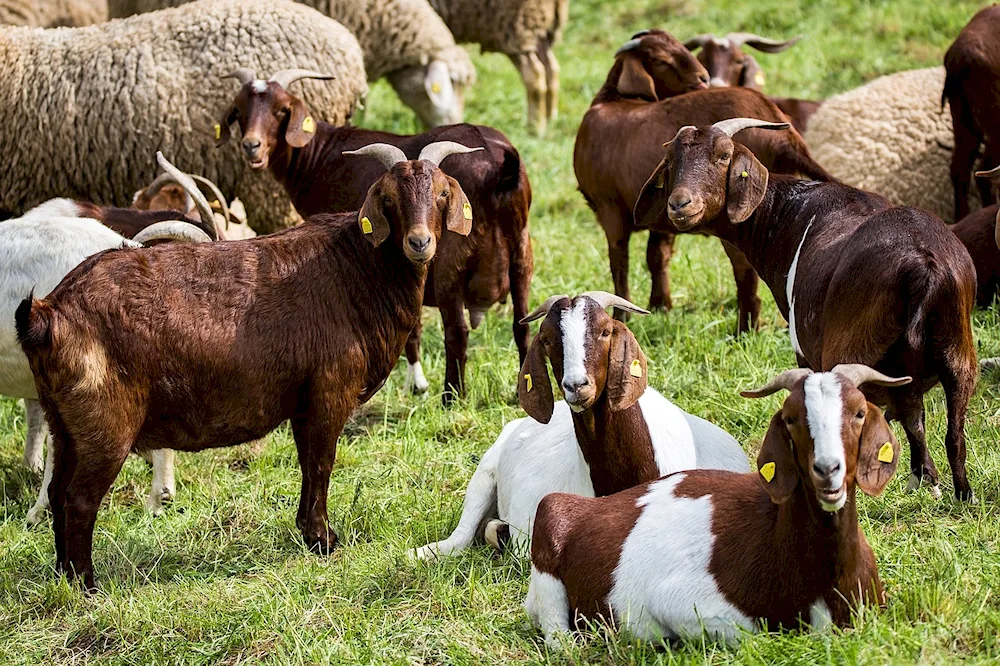 Damascus goat Shami