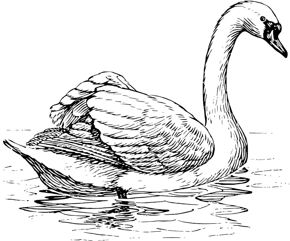 Swan clickoon drawing
