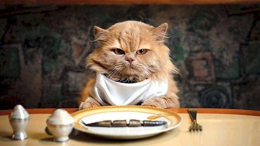 Good appetite cat