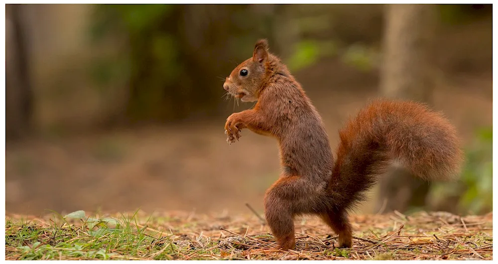 Cute Squirrels