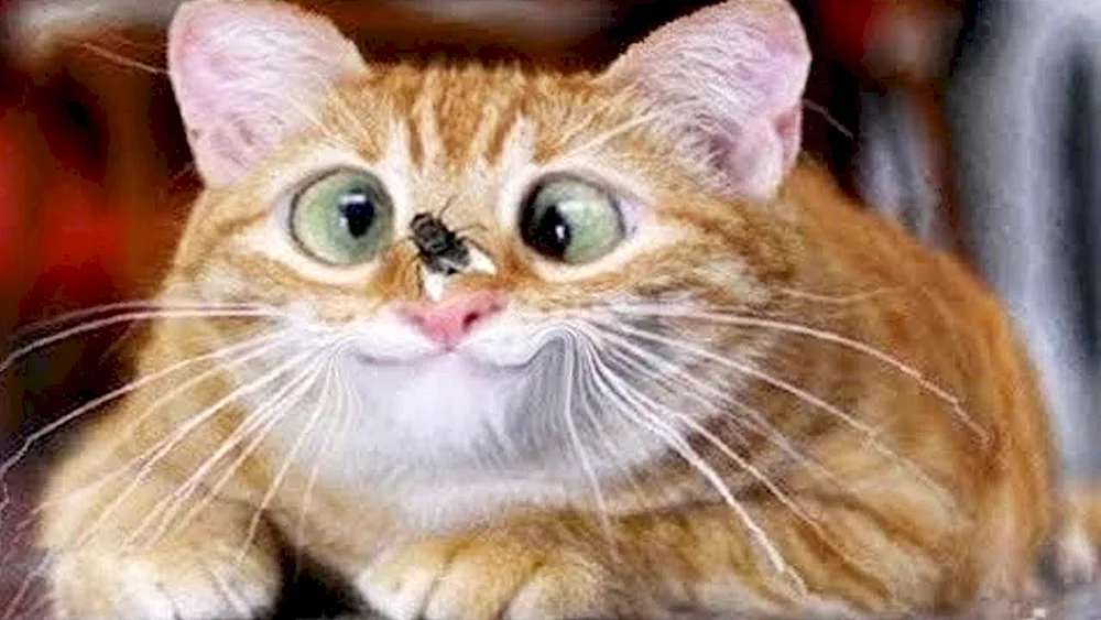 Funny kitties