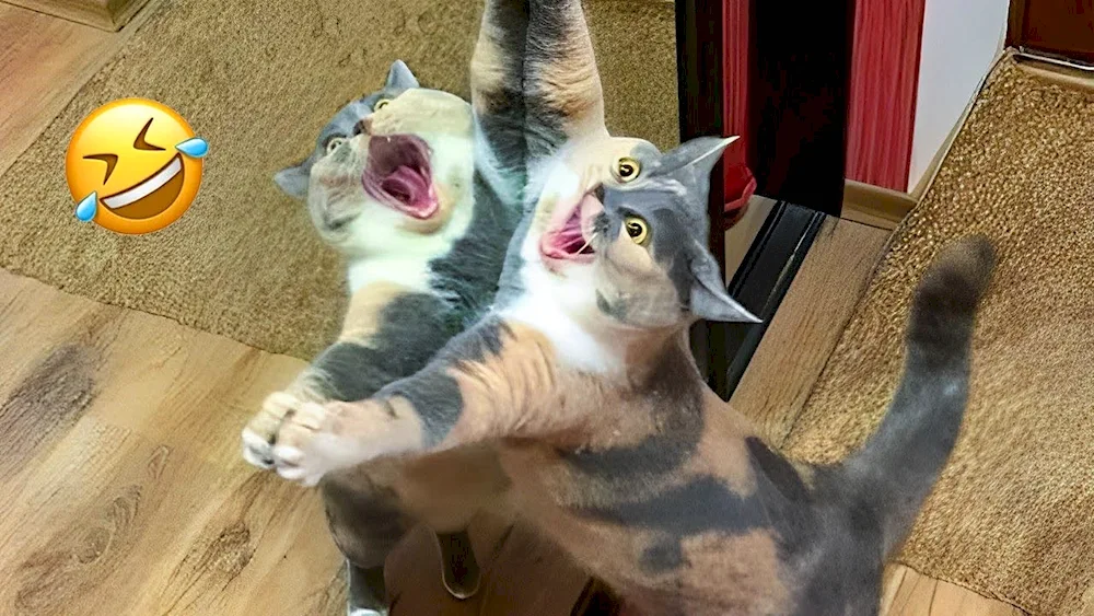 Funny kitties