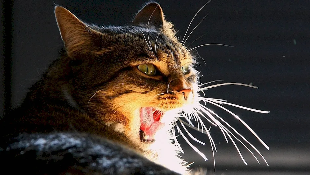 Funny cats