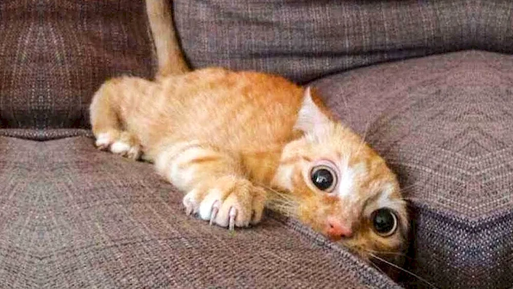 Funny cats