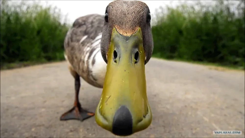 Funny goose