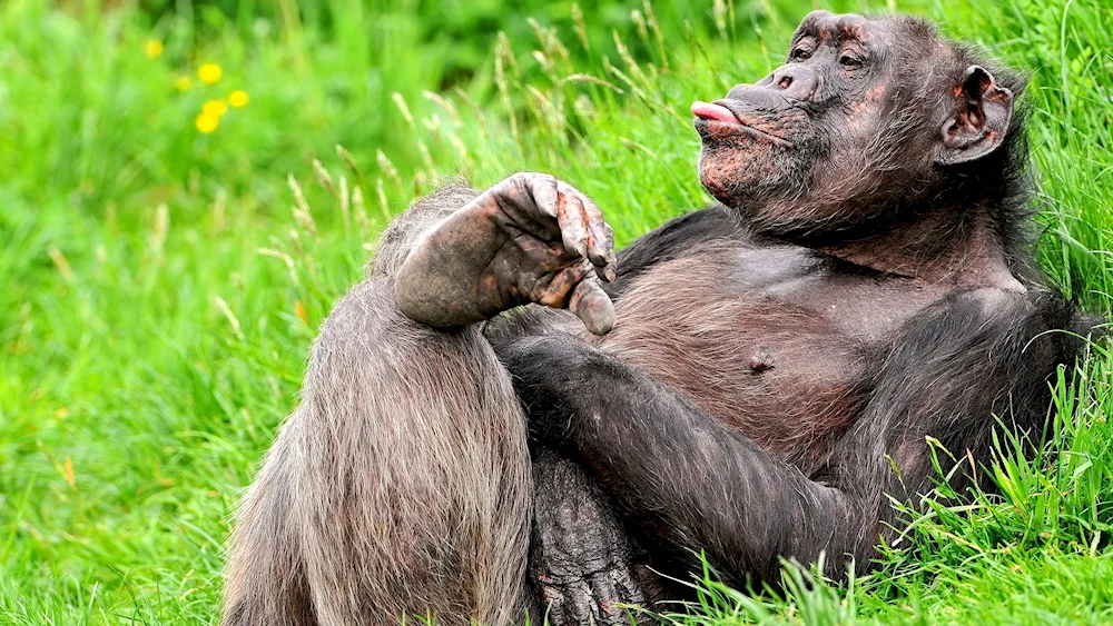 Cute animals