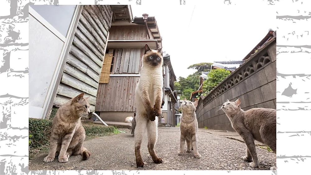 Comedy Wildlife Photography Awards