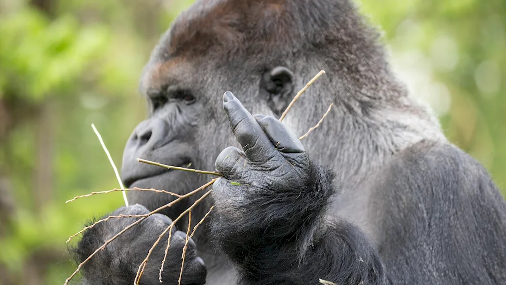 Funny animals