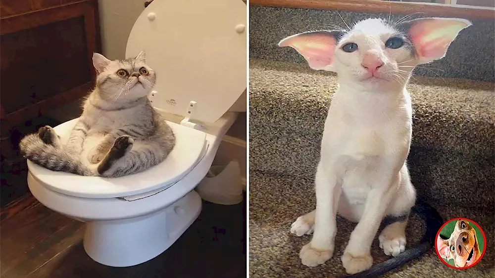 Funny kittens