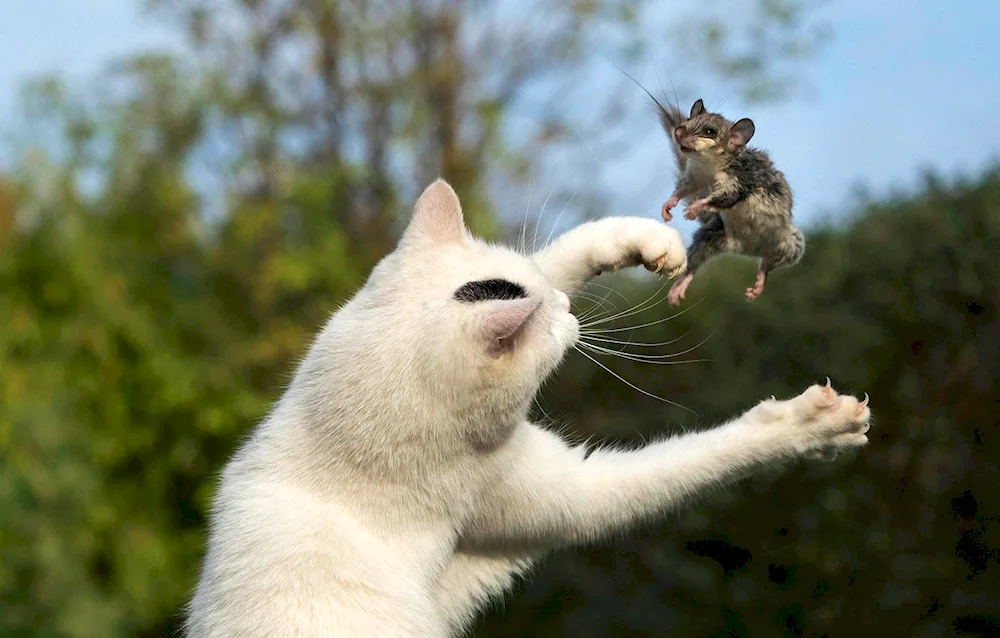 Funny animals
