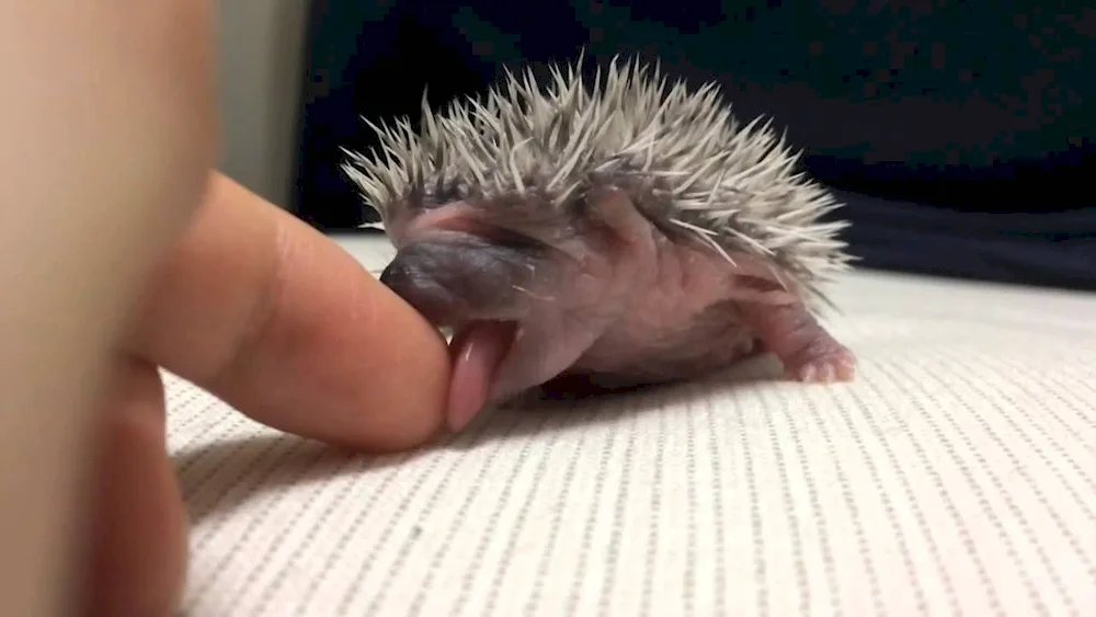 Nelson's Hedgehog